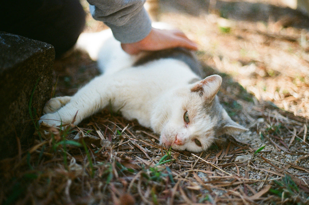 Yashica 400 - 菲林.